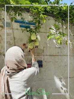 عروسک گلابی پادار